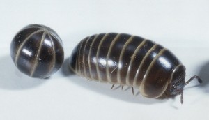 0-pillbug
